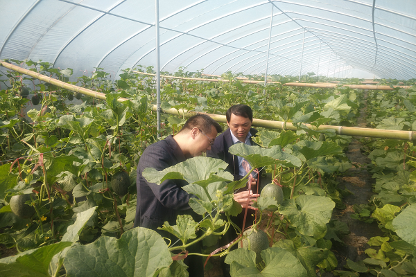 郊区凤凰村：党建引领促发展 凤凰腾飞惠民生.png
