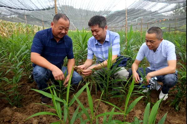 义安区发挥乡土人才作用赋能乡村振兴.jpg